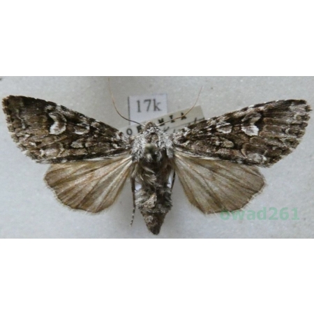 Papestra biren (Goeze, 1781) Czech17k